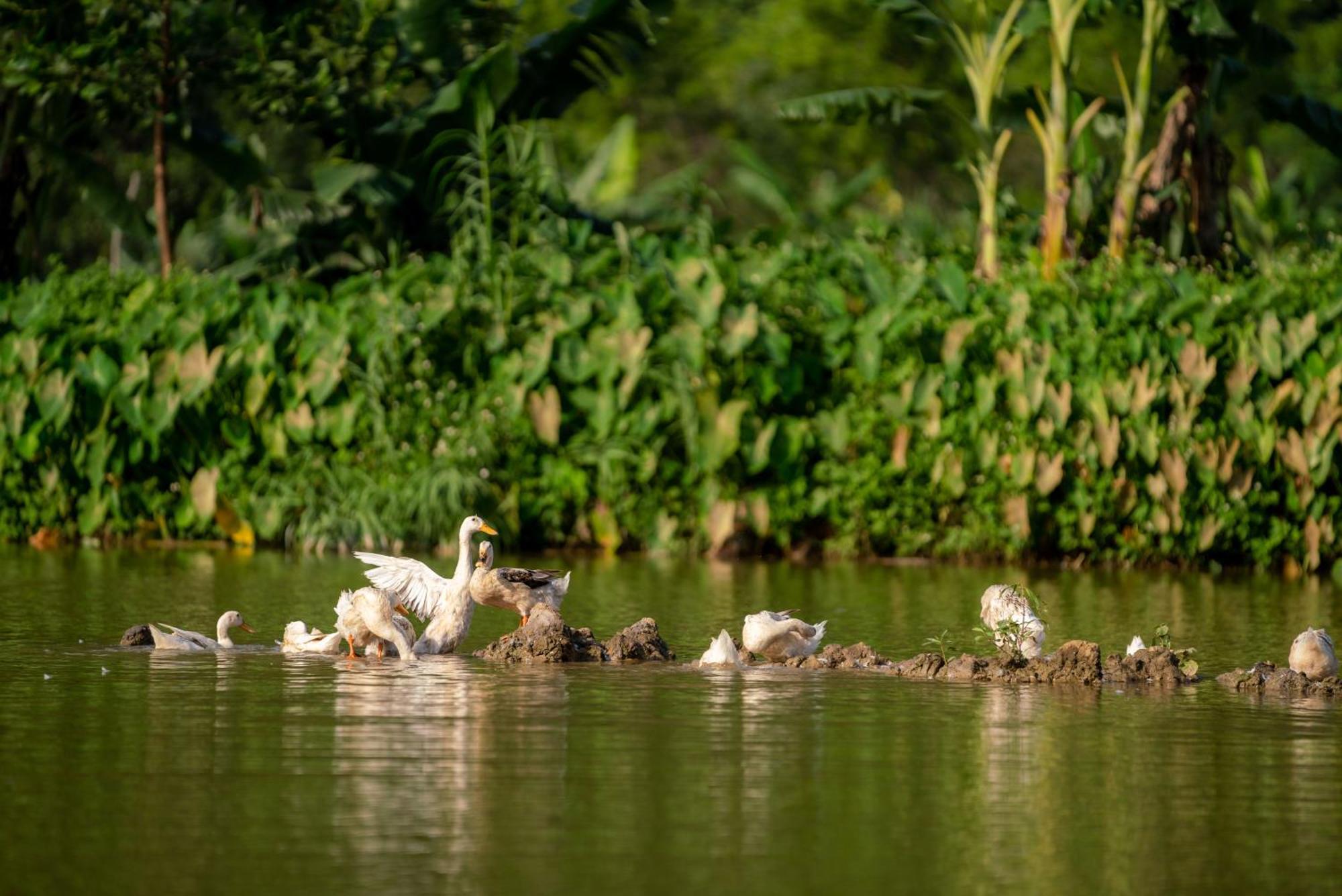 Tan Dinh Farmstay Ninh Binh Esterno foto